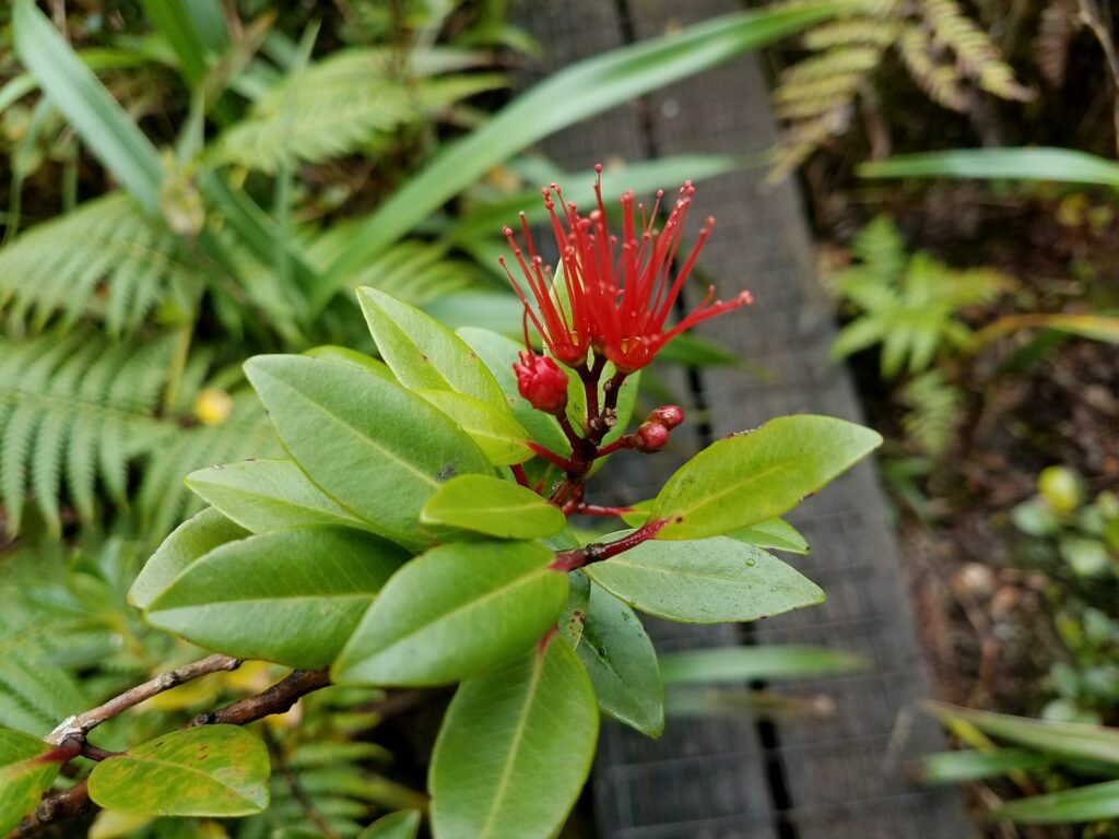 Native Hawaiian Ohia flower