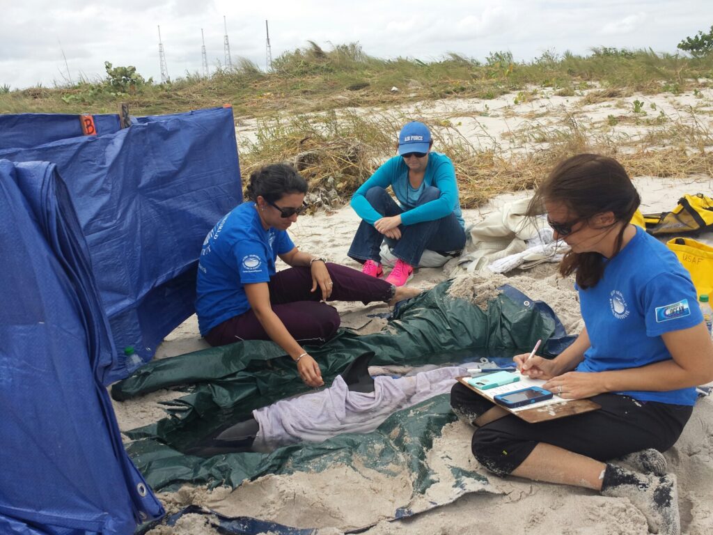 There was a live stranding of a neonatal dolphin, and CEMML's Rachel Mandel and Richard Brust assisted the rescue team from Sea Word-Hubbs as they readied the dolphin for transport to Orlando.